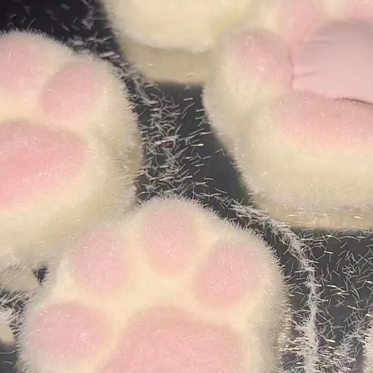 Small & Medium Cat Paw Style